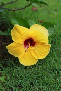 Close-up of yellow flower blooming outdoors