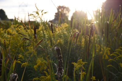 Close-up of plants growing in field