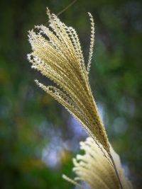 Close-up of flowers against blurred background