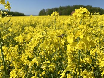 Scenic view of oilseed rape field