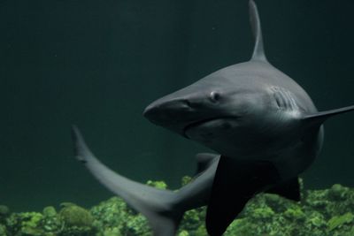 Close-up of fish swimming in aquarium