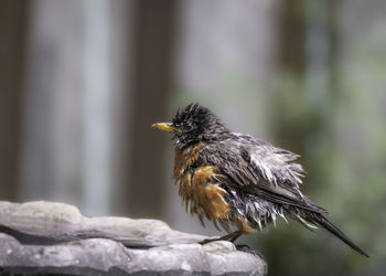 Wet american robin after taking a bath