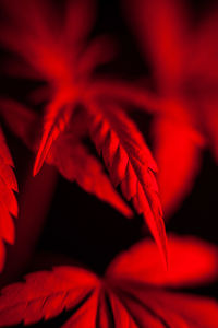 Close-up of red maple leaves