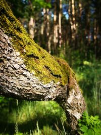 Close-up of lizard on tree trunk