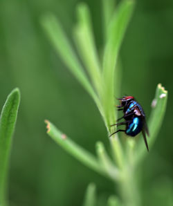 Close-up of fly on leaf