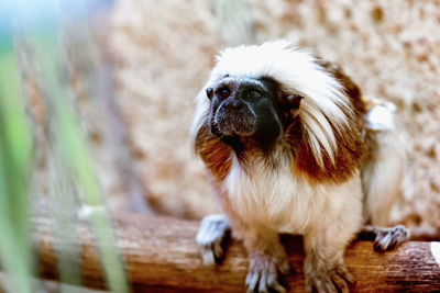 Close-up of tamarin monkey on branch