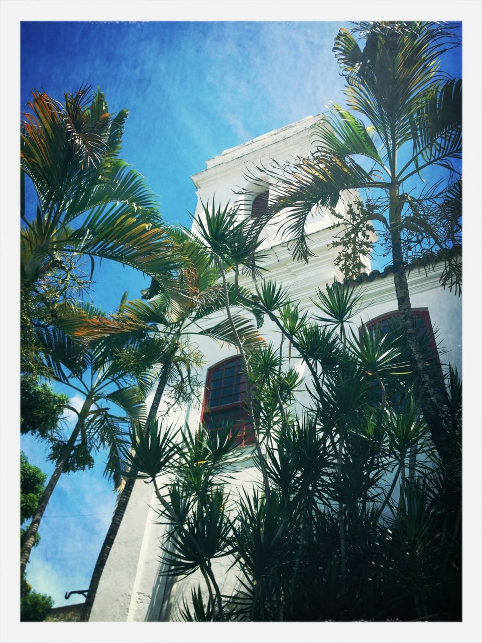 building exterior, architecture, palm tree, low angle view, built structure, tree, sky, growth, transfer print, auto post production filter, house, cloud, day, sunlight, no people, cloud - sky, outdoors, residential building, building, potted plant