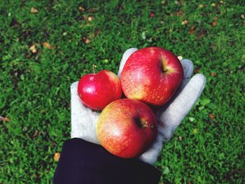 Cropped hand holding apples over grassy field