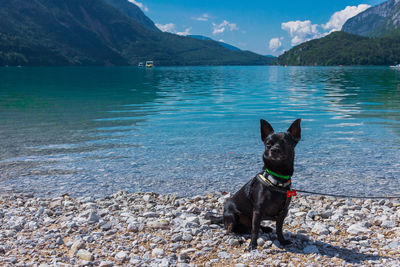 Dog in a molveno lake 