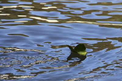 Close-up of duck swimming in lake