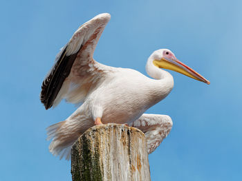 Low angle view of bird perching on wooden post