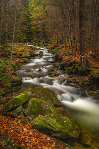 Scenic view of waterfall in forest