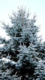 Close-up of snow covered pine tree