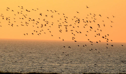 Flock of birds flying over sea