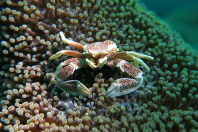 Close-up of coral in sea