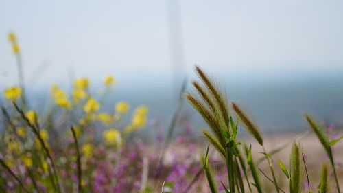 Close-up of plant against blurred background