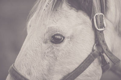 Close-up of cropped eye