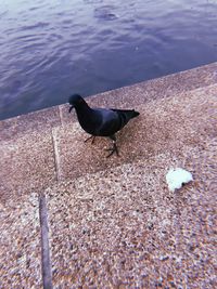 High angle view of bird perching on the beach