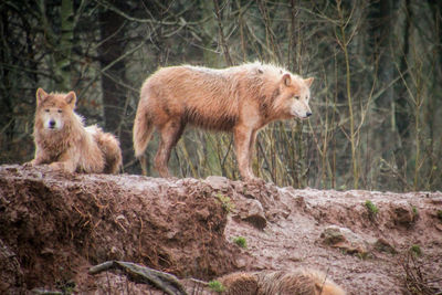 Sheep standing in a forest