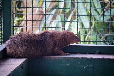 Side view of animal lying flat on the cage wall