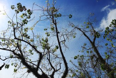 Low angle view of tree against sky