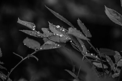 Close-up of wet plant leaves during rainy season