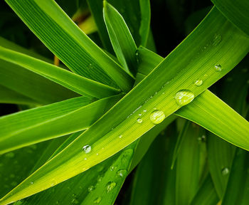 Close-up of wet plant leaves during rainy season