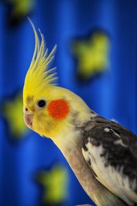 Close-up of a parrot