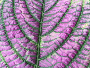 Full frame shot of leaf