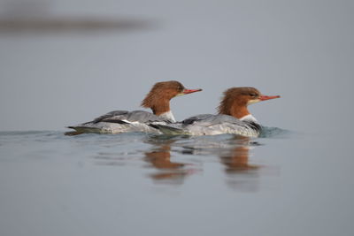 Mergus is the genus of the typical mergansers, fish-eating ducks in the subfamily anatinae.