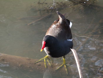 Duck in water