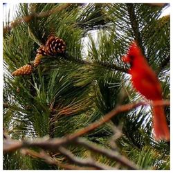 Pine cones on tree