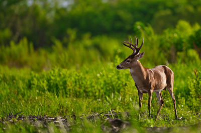 Deer in a field