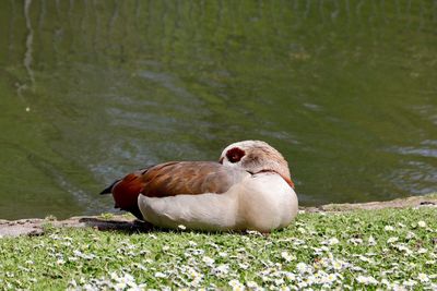 Duck on field by lake