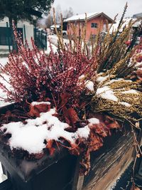 Close-up of snow on plant