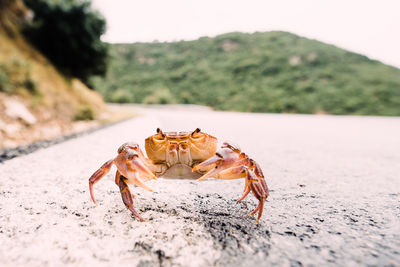 Close-up of crab on road