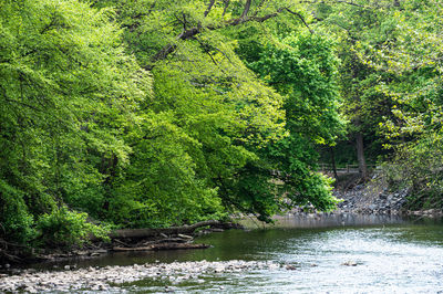 Scenic view of river amidst trees in forest