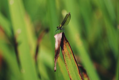 Close-up of dragonfly on leaf