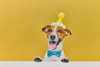 dog