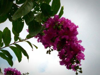Close-up of pink flowers