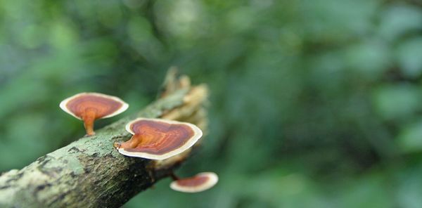 Close-up of mushrooms growing on tree trunk