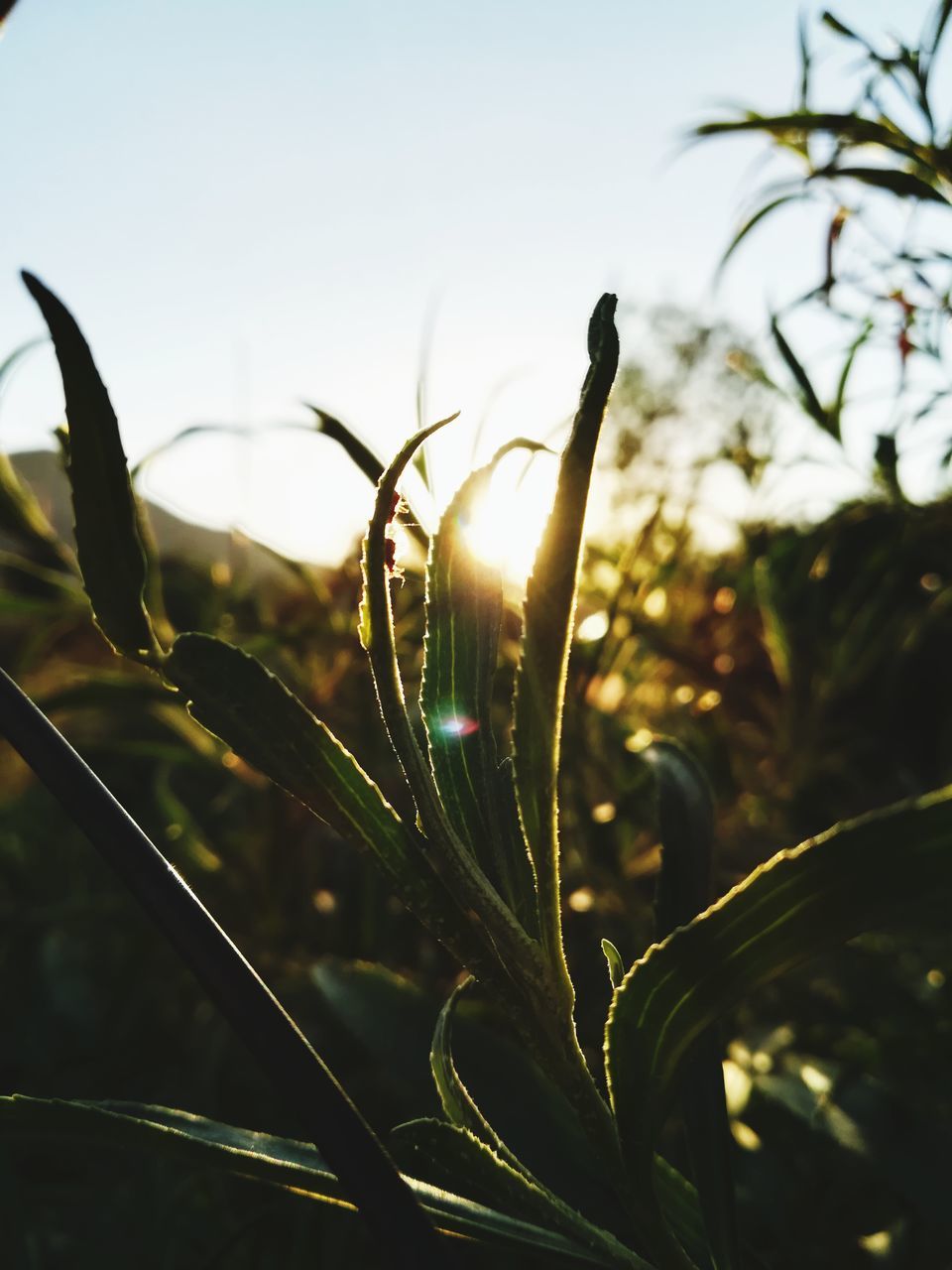 growth, plant, nature, outdoors, no people, beauty in nature, close-up, freshness, day, sky