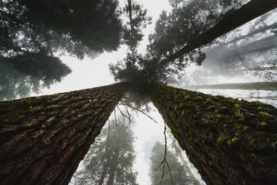 Low angle view of trees against sky