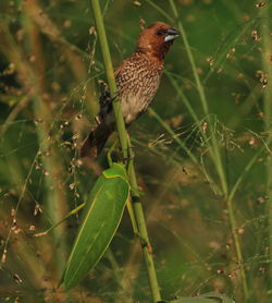 Close-up of bird perching on plant