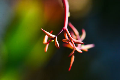 Close-up of red rose bud