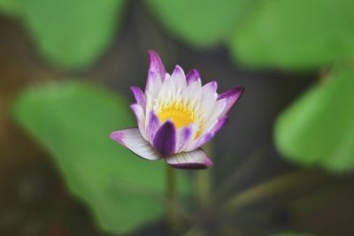 Close-up of purple water lily