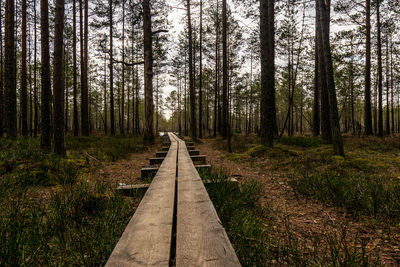 Walkway amidst trees in forest