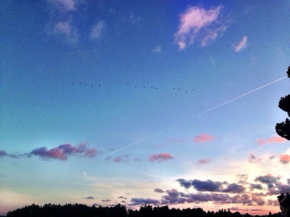 low angle view, flying, bird, silhouette, sky, animal themes, animals in the wild, wildlife, tree, blue, cloud - sky, nature, mid-air, beauty in nature, cloud, scenics, vapor trail, tranquility, sunset