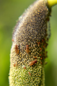 Close-up of insect on flower