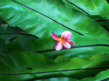 Close-up of pink flower on leaf